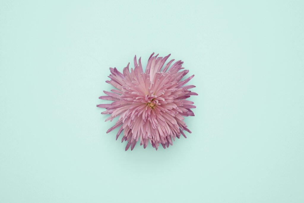 pexels-photo-1037997-1037997 A beautiful pink flower isolated on a pastel blue background, emphasizing its delicate petals.